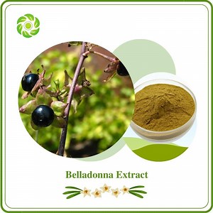 [Hot Item] Word Well-Being Natural Herbal Extract Belladonna Extract