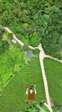#정금차밭 #하동가볼만한곳 #하동여행 #하동 #명품아재TV #드라이브 #명품길 #Traval #trip #tour#맛있는여행 #여행 #드론영상 #하동정금차밭 #드론촬영