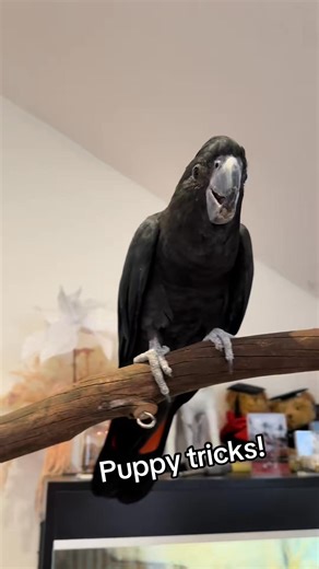 My smart little cookie! #parrottraining #birdtricks #pa... #birdtraining | Matthew Glint