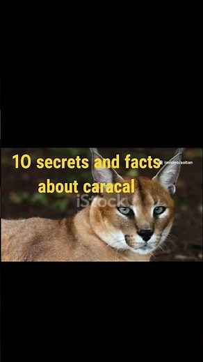 10 secrets and facts about caracal