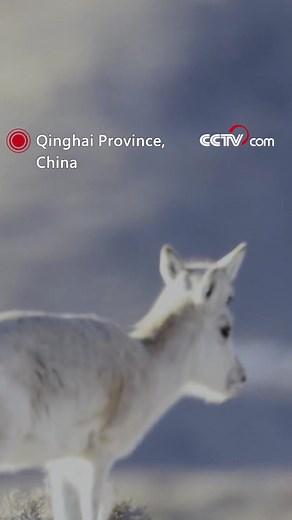 With clear eyes and good-looking features, the goitered gazelle has a well-proportioned body. But when it comes to the mating season, the males will have an enlargement of the neck and throat, and that's the reason why they are named goitered gazelles. #AnimalAdventure For more: https://english.cctv.com/ | CCTV