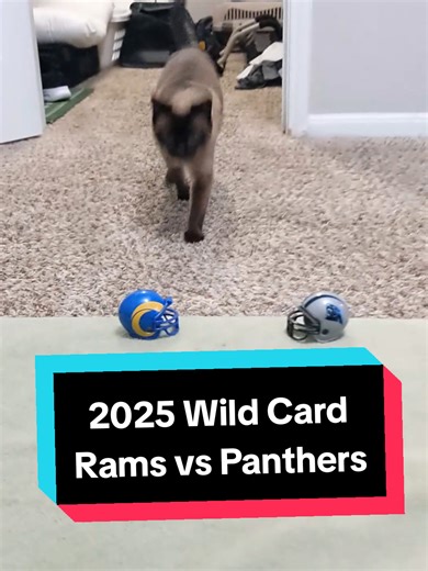 Bean makes her first NFL wild card prediction for the game between the Los Angeles Rams and the Carolina Panthers 😺