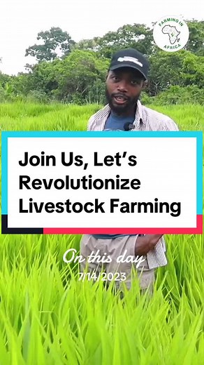 #onthisday Join us at Farming In Africa as we revolutionize the livestock industry in Africa. One goat at a time, one cattle at a time, one pig at a time till Africa is is transformed 🤌🏾 #farminginafrica #livestockfarmer #semanhyiafarms #animalnutrition #livestock #breed #infrastructure #management #boergoats #semanhyiagrass #intensivefarming
