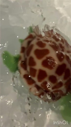 Beanie, boo swimming in slow motion