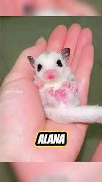 Adamın Tesadüfen Bulduğu Minik Canlı Meğer Ne Çıktı! 🐾✨