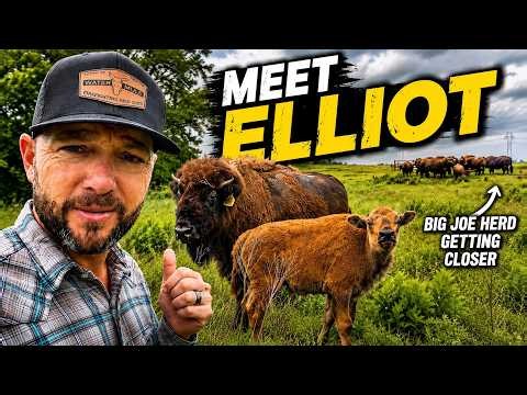 Meet Elliot | Eleanor’s Little Rebellious Bull Calf!