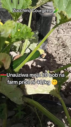 Courgette Farming in Kenya: Tips and Techniques for Success