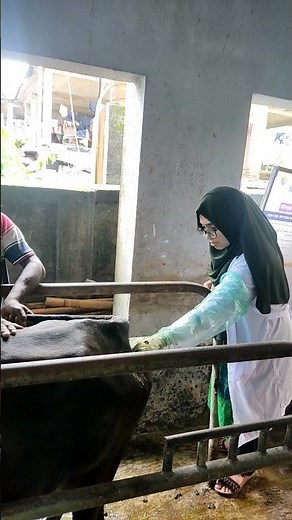 Rectal Palpation In A Cow For Pregnancy Diagnosis #pregnancy #diagnosis #test #sylhet