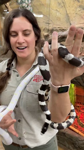 123K views · 3.1K reactions | Two Beautiful California King Snakes朗 They're called King Snakes because they eat other venomous snakes . . . #beautiful #king #snakes #california #wow #wildlife #fbreels #wild #animals #animallovers #AmaZing #video #cool #moment #facebookreels #reelsfb #nature #beauty #rare #colors | The Reptile Zoo | Facebook