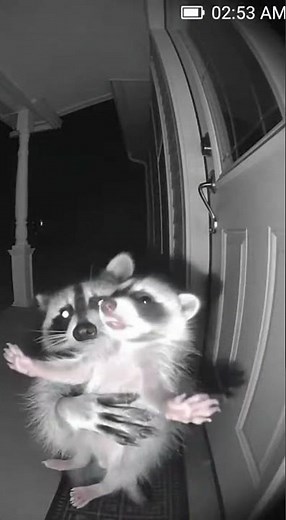 Waschbär klingelt und zeigt ihr Baby!