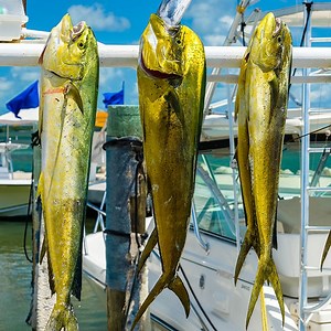 Florida Keys Fishing [2022 Guide Update]