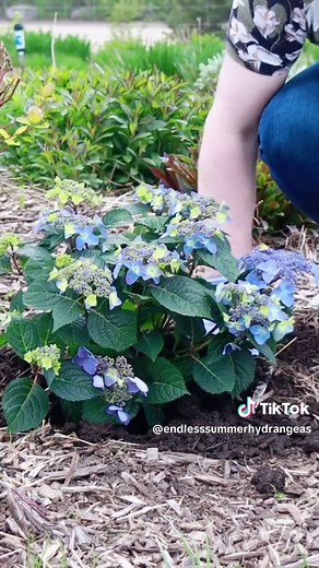 Essential Hydrangea Care Tips for Spring Gardening