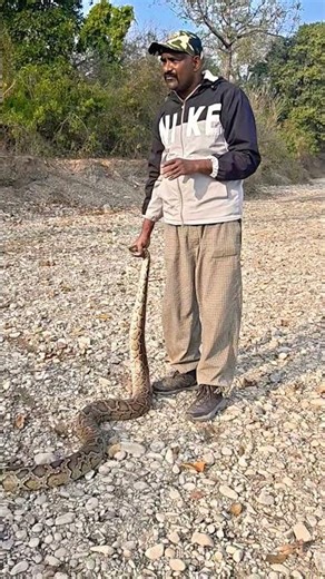 इंडियन रॉक पाइथन #snakes #snake #cobra #cobra #funny #funny #comedy #animals #reptiles #nature