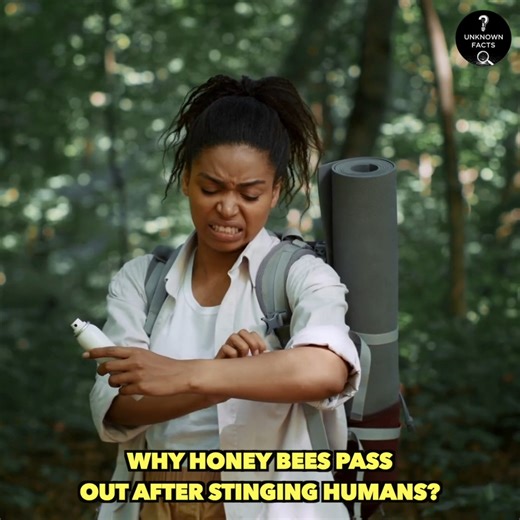60K views · 513 reactions | Why Honey Bees Pass Out After Stinging Humans? | Unknown Facts | Facebook
