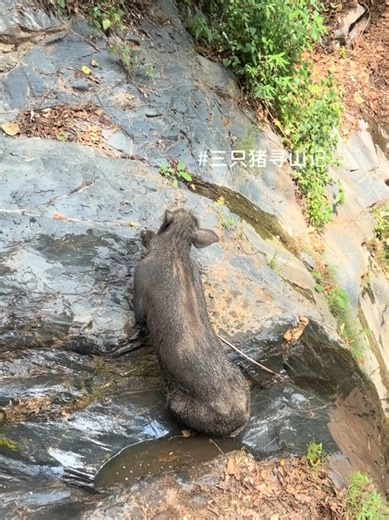 Three Pigs Journeying to the Mountain Adventure