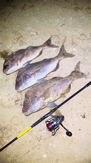 Exploring the Extinct Pink Snapper in Perth Waters