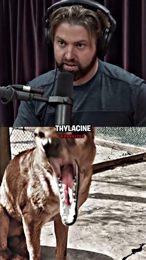 The Real Story of the Chupacabra | Joe Rogan
