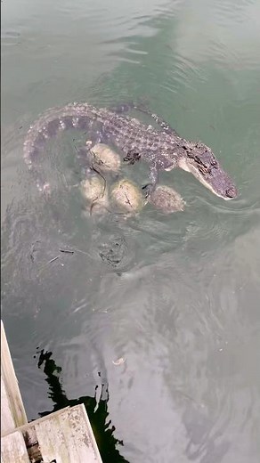 Why Don’t These Turtles🐢 Fear the Alligator🐊? #nature #naturelovers #wildlife #aligator #turtle