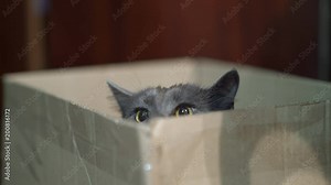 Cat's behaviour and body language. Scared cat puts down his ears while sitting in a box. Combination of the forward pointing alert ears and the flattened lowered fearful ears.