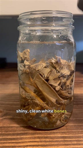 Whitening Degreased Bones in a Mason Jar - #oddities #bones #farmlife #neurodivergent #hobbies