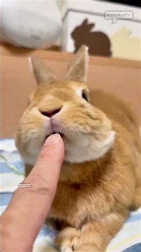 this is how rabbits claim you as their human