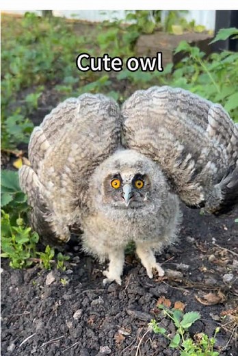 Cute Owls and Their Adorable Behaviors