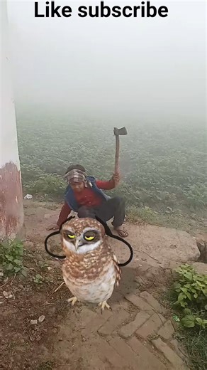 #funny# owl#comedy