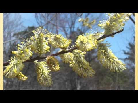 Mike Connor: Bees and Trees