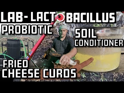 LAB. Lactic Acid Bacteria. Fried Cheese Curds.