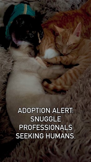 Adoption alert: snuggle professionals seeking humans. Meet Siouxie, Steve, Emma, and her lovely mum Victoria - the cuddle squad who specialise in sleeping in piles, purring loudly, and melting hearts on contact. 😻💛 They’re sweet, social, and ready for their forever homes. Pairs preferred - because nobody should lose their favourite snuggle buddy. 💕 If you’ve been waiting for a sign… this is it. Message to meet them! 🐾 #adotarÉAmor #adoptDontShop #gatosPortugal #resgateAnimal #catrescue #gati