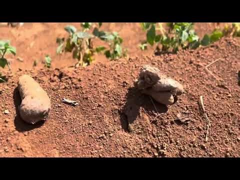 Planting Yams the Local Way | Step-by-Step Yam Farming