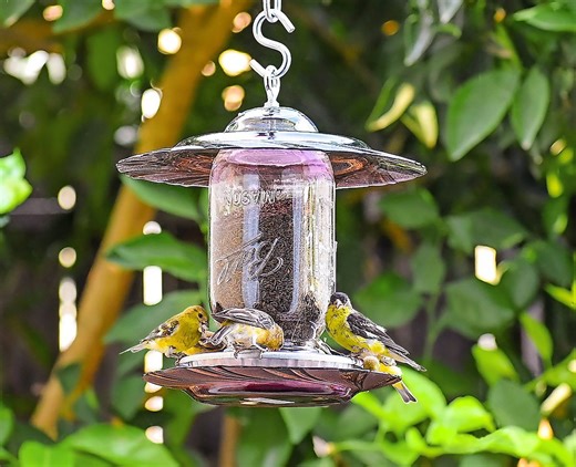 The best finch feeders to serve thistle seed
