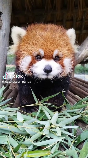 cute redpanda (@cutelesser_panda)’s videos with 原聲 - cute redpanda