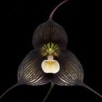 The Dark Side of Taxonomy: Part One - Shorelines