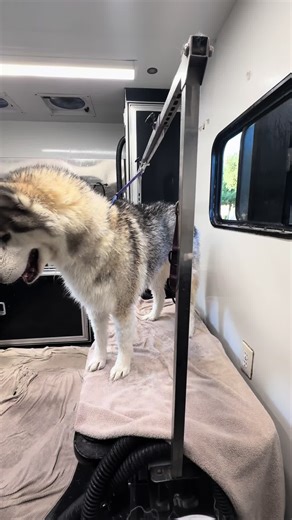 “Mr. Rollo” oh it is always a fantastic voyage with you. 🙃😜🤣 #husky #fyp #foryoupage #mobilegroomingvan
