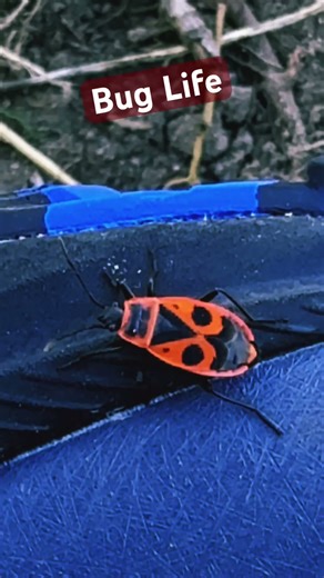 Bug Life #piano #music #pianomusic #pianocover #classicalmusic