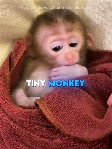 This Man RESCUED a Lonely Baby Monkey 🐒❤️