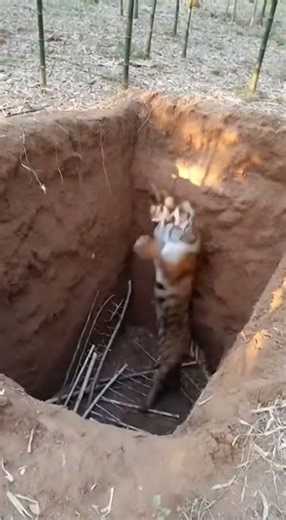 😱 TIGER TRAP! High-Angle Fall into the Deep Pit! 【衝撃映像】落とし穴に落ちたトラ！上空から捉えた猛獣の恐怖