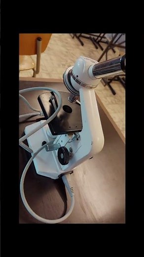 Cellules animales au microscope optique