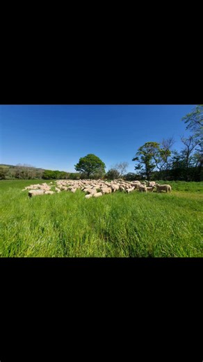 Today we were worming lambs against the nematodirus worm. We were hoping to get them all done, but like all the plans we make, it didn't happen like it was supposed to! Nevermind. We got the first lot done and will try and squeeze the other batches in sometime this week. Nematodirus works a bit differently to other worm infestations and we are advised to constantly check a 'worm forecast' to best assess when to worm our lambs. It all depends on the weather and the area you live in. I'll put a fe