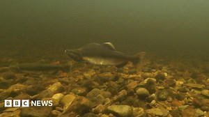 'First film' of invasive salmon spawning in UK waters