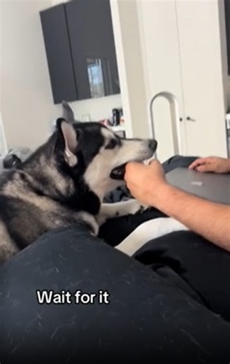 Insights For Managing High-Energy Husky Behavior