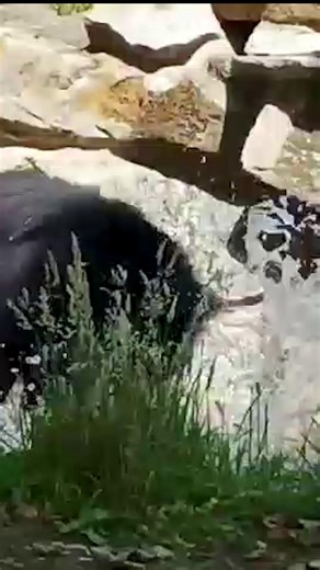 Good morning! Say hi to Edinburgh Zoo recent sloth bear arrival, Cipísek 🐻 having a play 💕 Read about him here: https://ow.ly/nmiv50WmW67 📷 RZSS | BIAZA