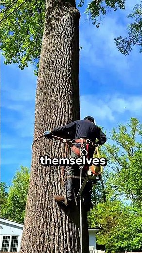 This is how arborists climb trees #wood #sawblade #woodworking