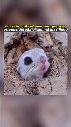 ¿El animal más adorable del planeta?