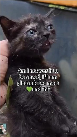 How to Rescue and Care for a Black Cat: A Loving Journey. #BlackCat #CatRescue #AdoptDontShop #2025
