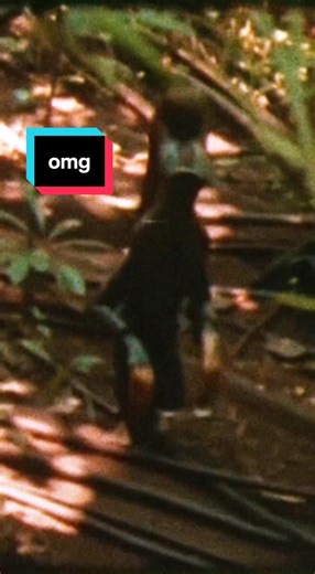 very strange footage of unknown species small humanoid found during Philippines rainforest expedition film dated 1973 #philippines #rainforest #cryptid #humanoid #mutant