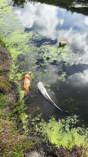 These MONSTERS died from the cold :( Full video on YouTube! #fish #fishing #aquarium #fyp #foryoupage