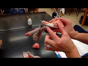 Lab Video Male Reproductive System
