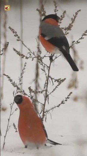 Bullfinch Sounds (Cute Bird Chirping)